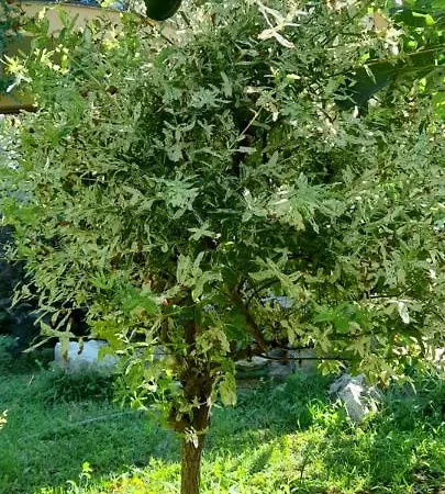 семеен атива - Family Ativa Отель 3*