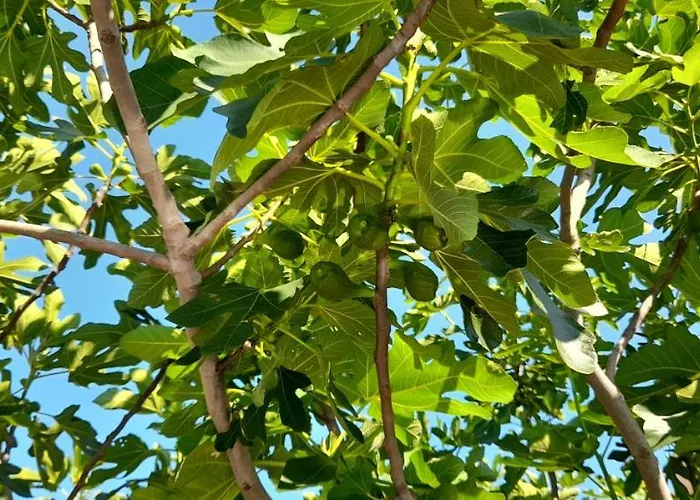 семеен атива - Family Ativa Lozenets