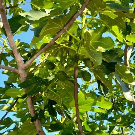 семеен атива - Family Ativa Лозенец