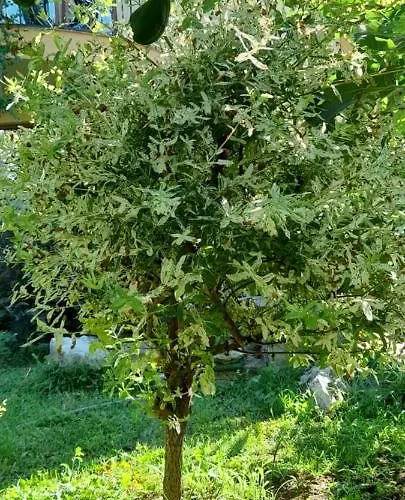 семеен атива - Family Ativa Hotel 3*